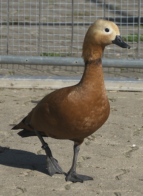 从而给对手
