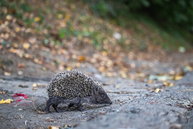 雪上技巧项 雪上技巧项